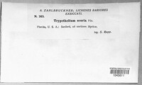 Trypethelium scoria image